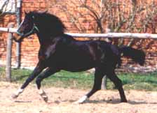 2,5 jährig