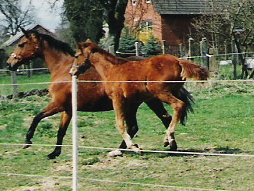 Flammendes Ktchen und Fleur