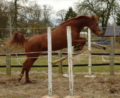 Haubenlerche am Sprung